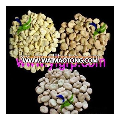 Dried yellow Fava/ Faba Beans/ Broad Beans seller 40-50